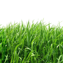 Lawn grasses